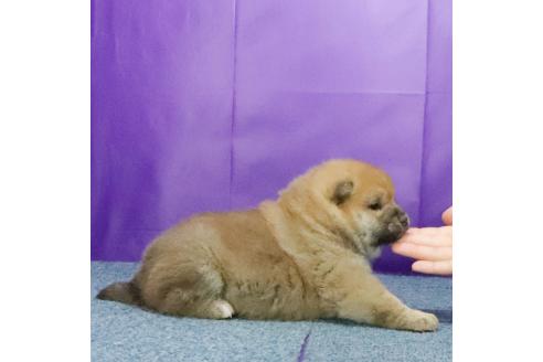 成約済の愛知県の柴犬-371333の2枚目